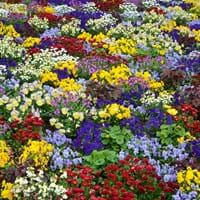 flowers-640192_1280.jpg